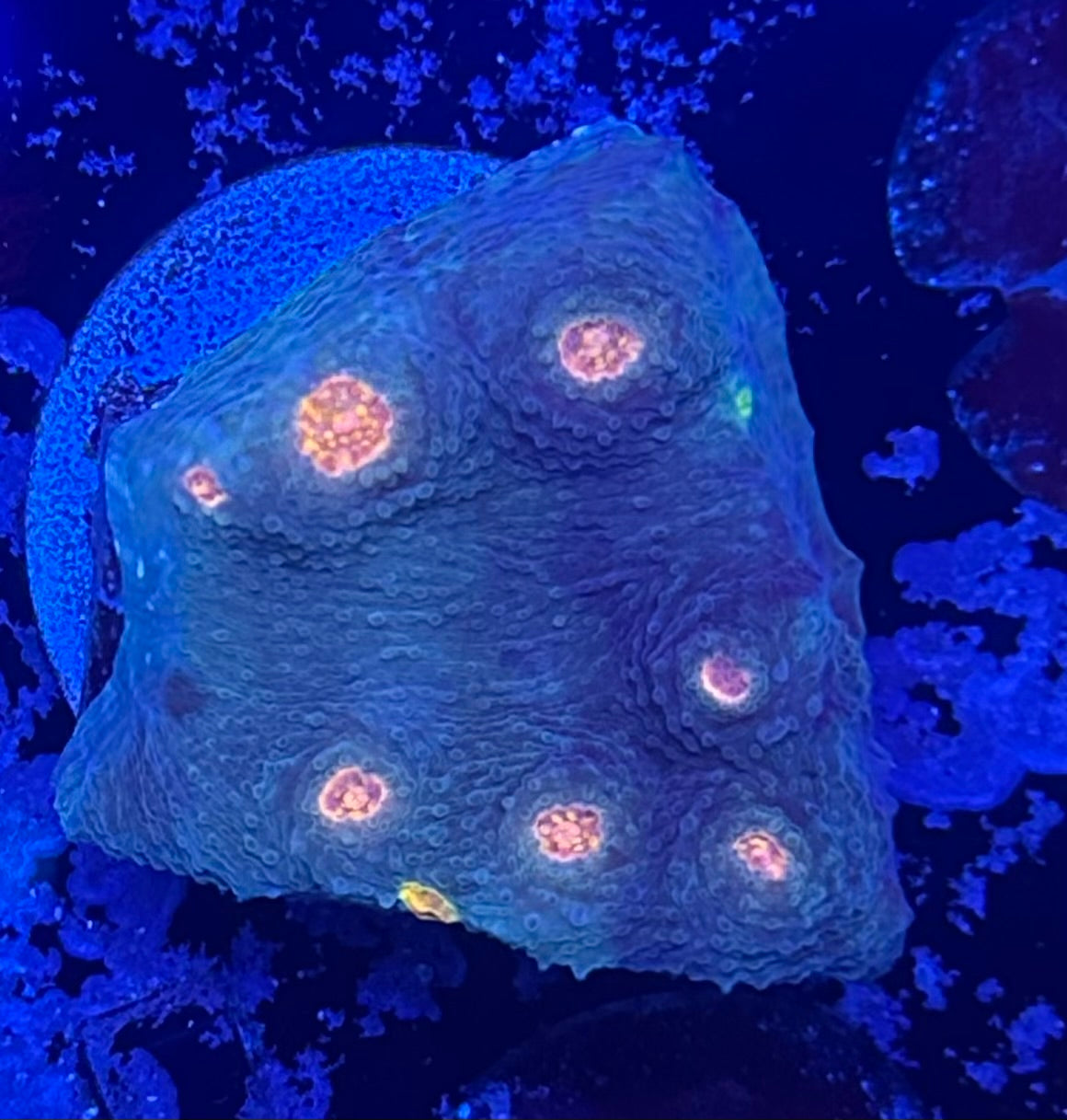 Miami Hurricane Chalice