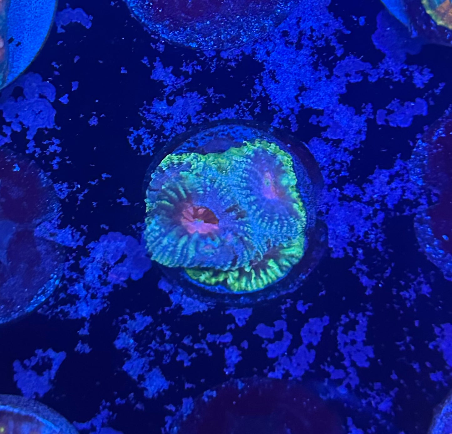 Tequila Sunrise War Favia