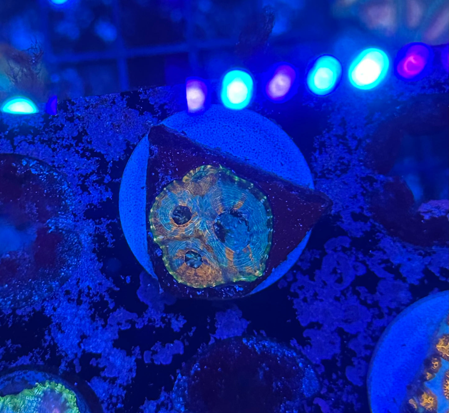 MA Orange Dreams - Acan Echinata
