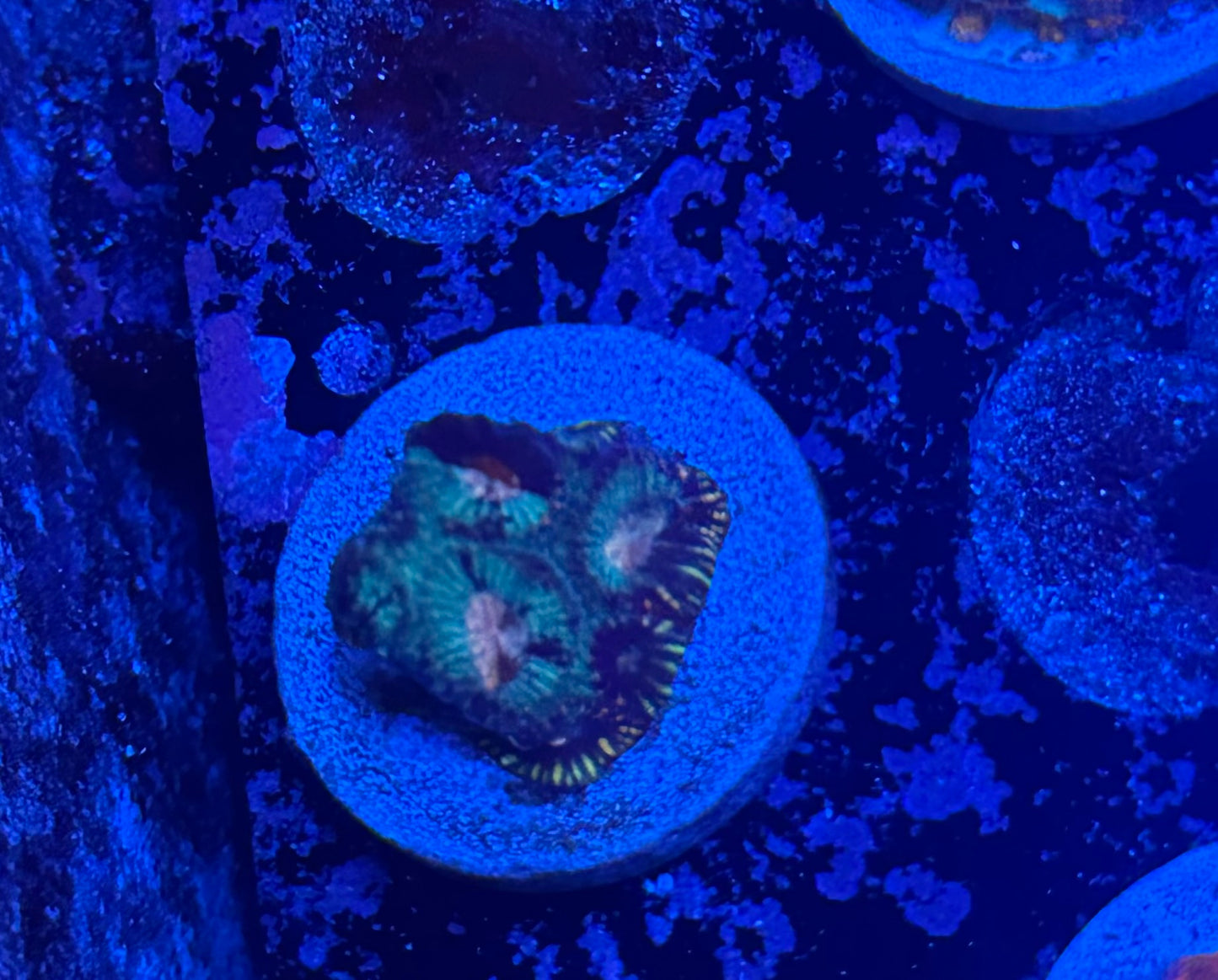 MA Nebula War Favia