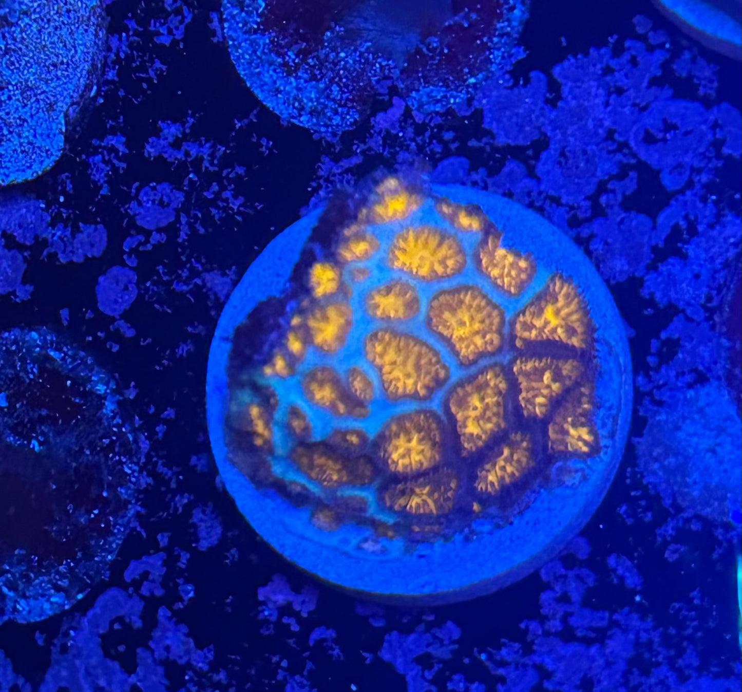Orange Leptastrea