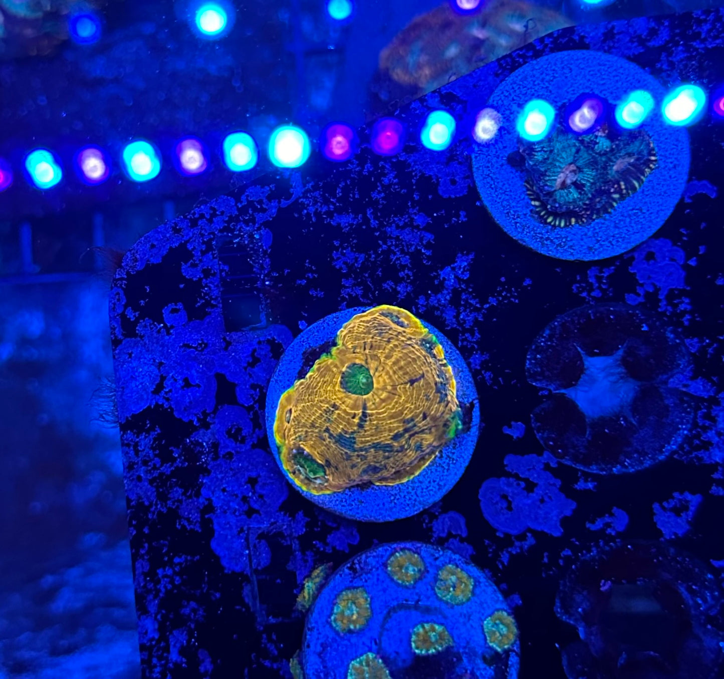 Orange/Green Acan Echinata