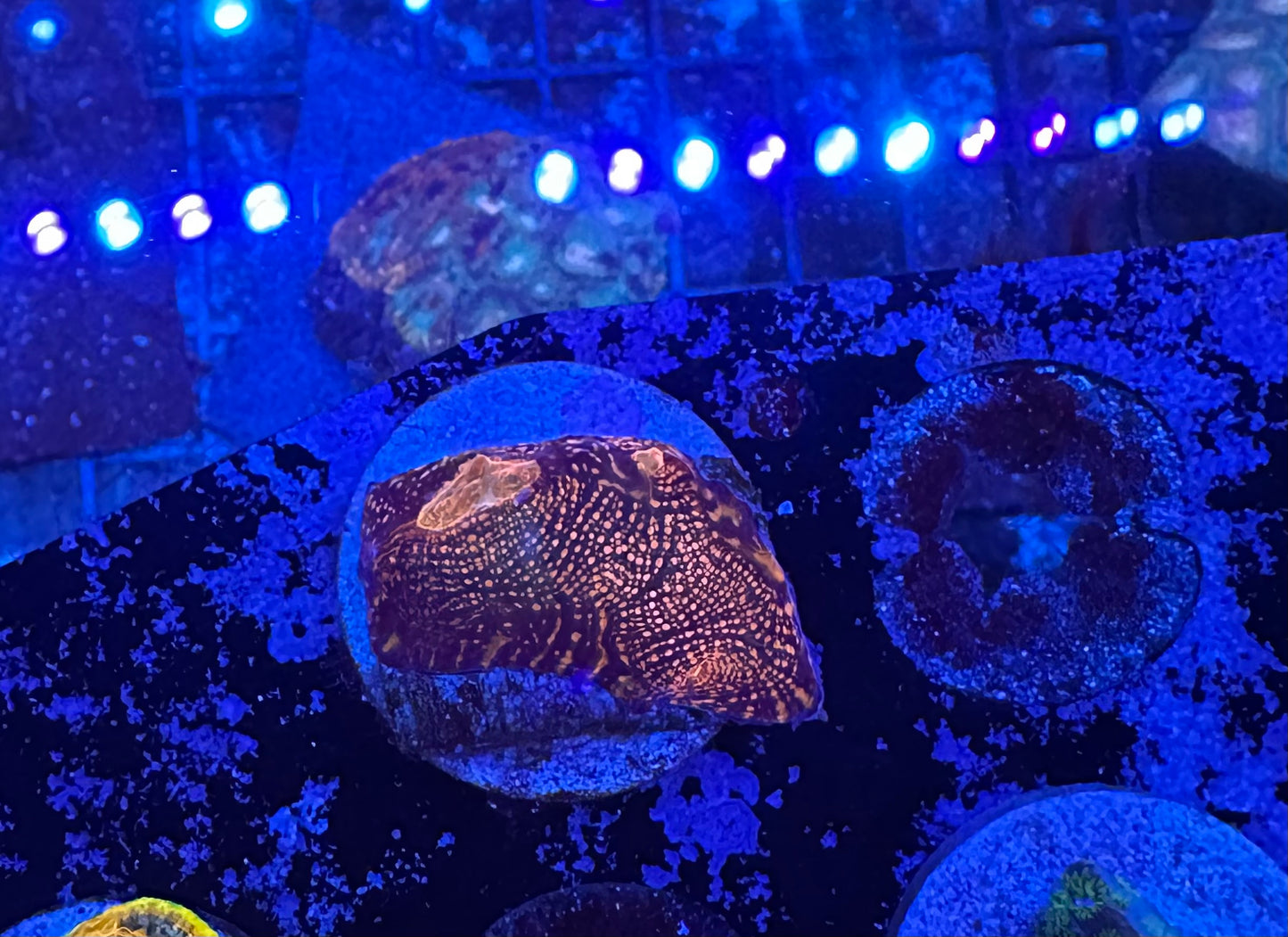 MA Darth Maul Chalice