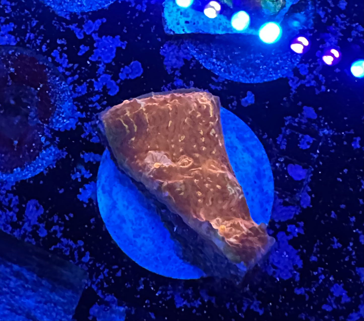 Orange Crush Chalice