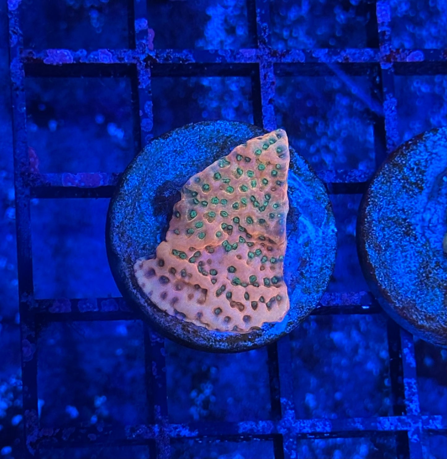 Sunset Montipora