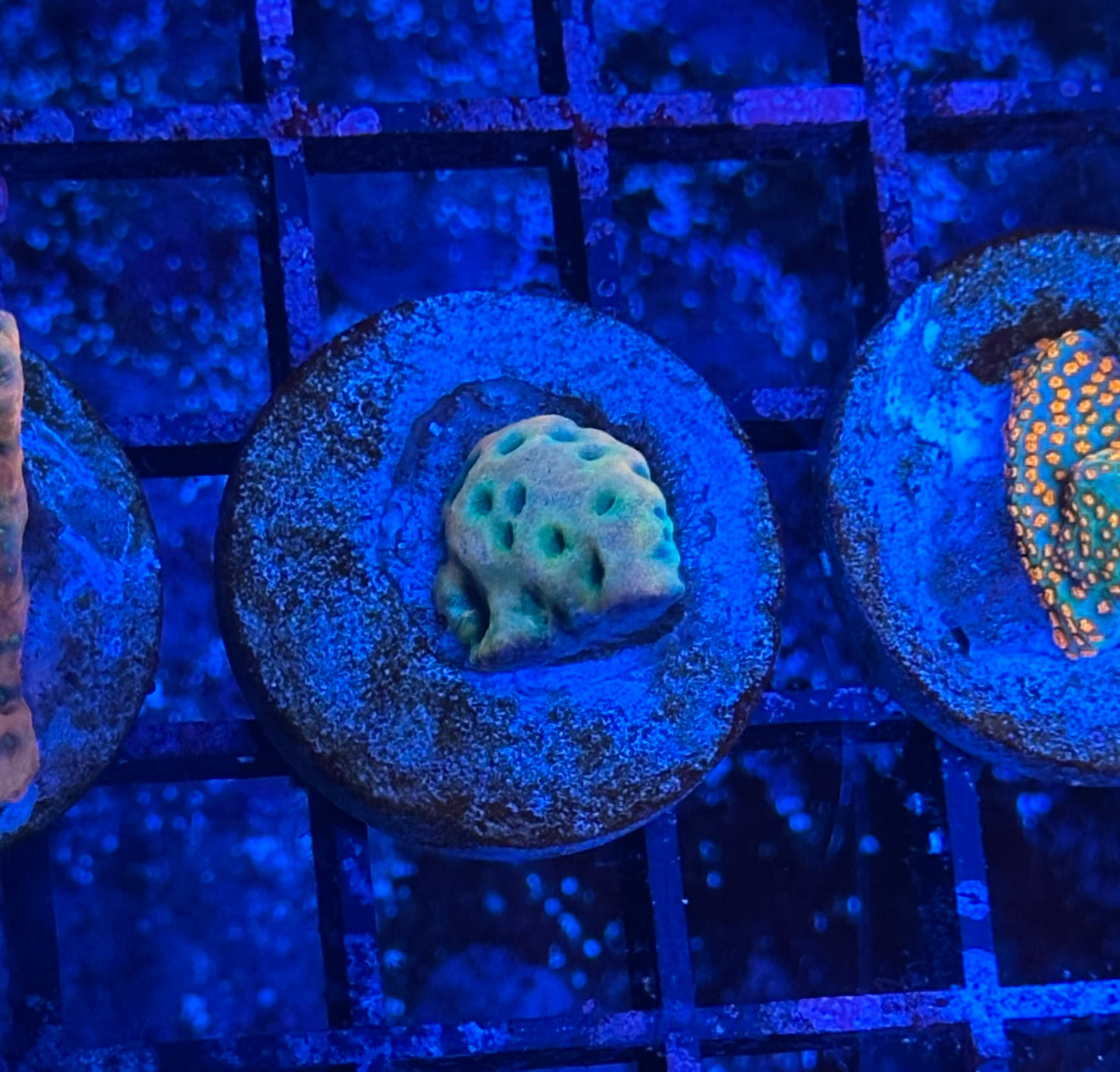Kung Pow Montipora