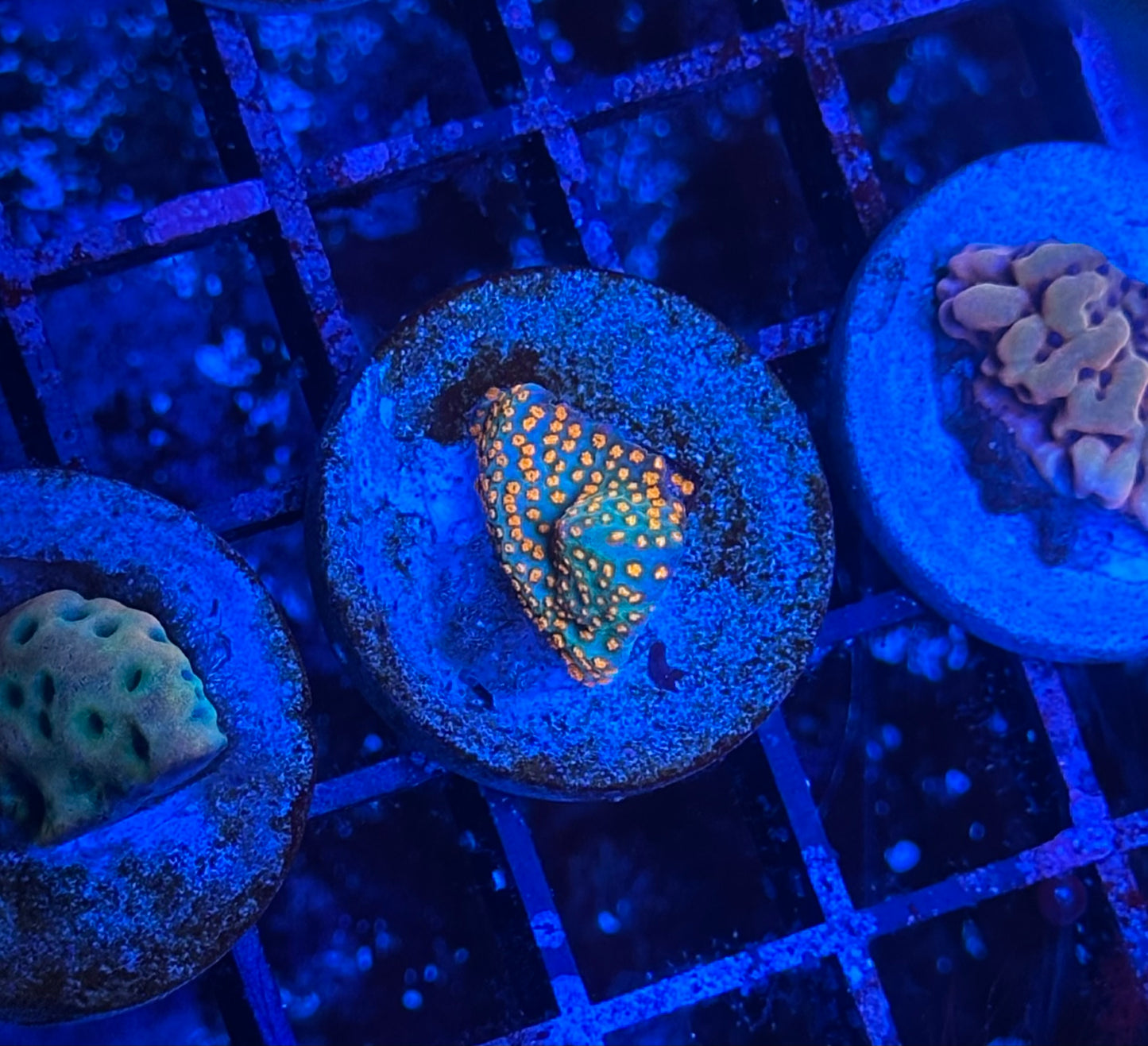 Rainbow Montipora