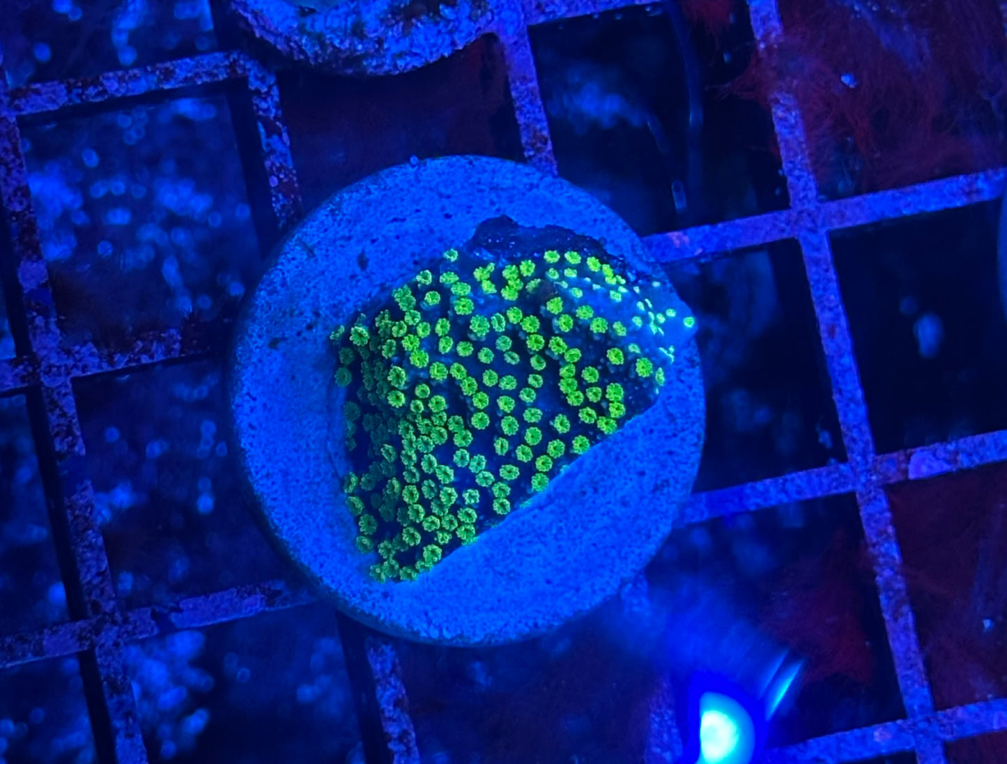 Electric Green Monti