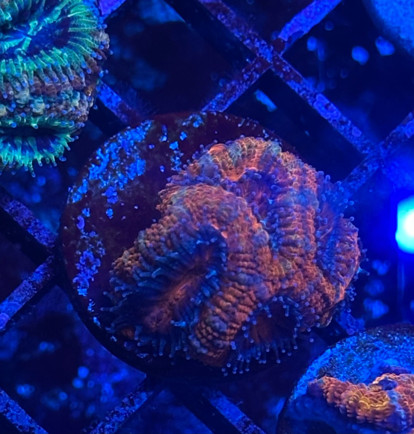 Red Acan