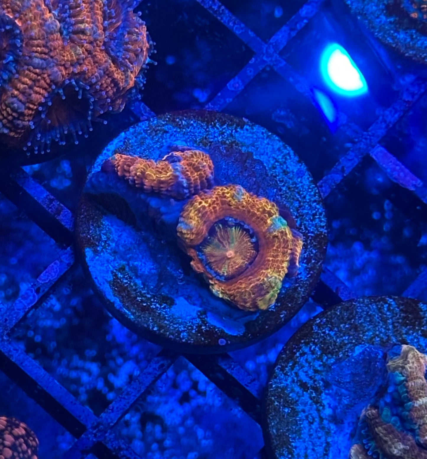 Rainbow Acan