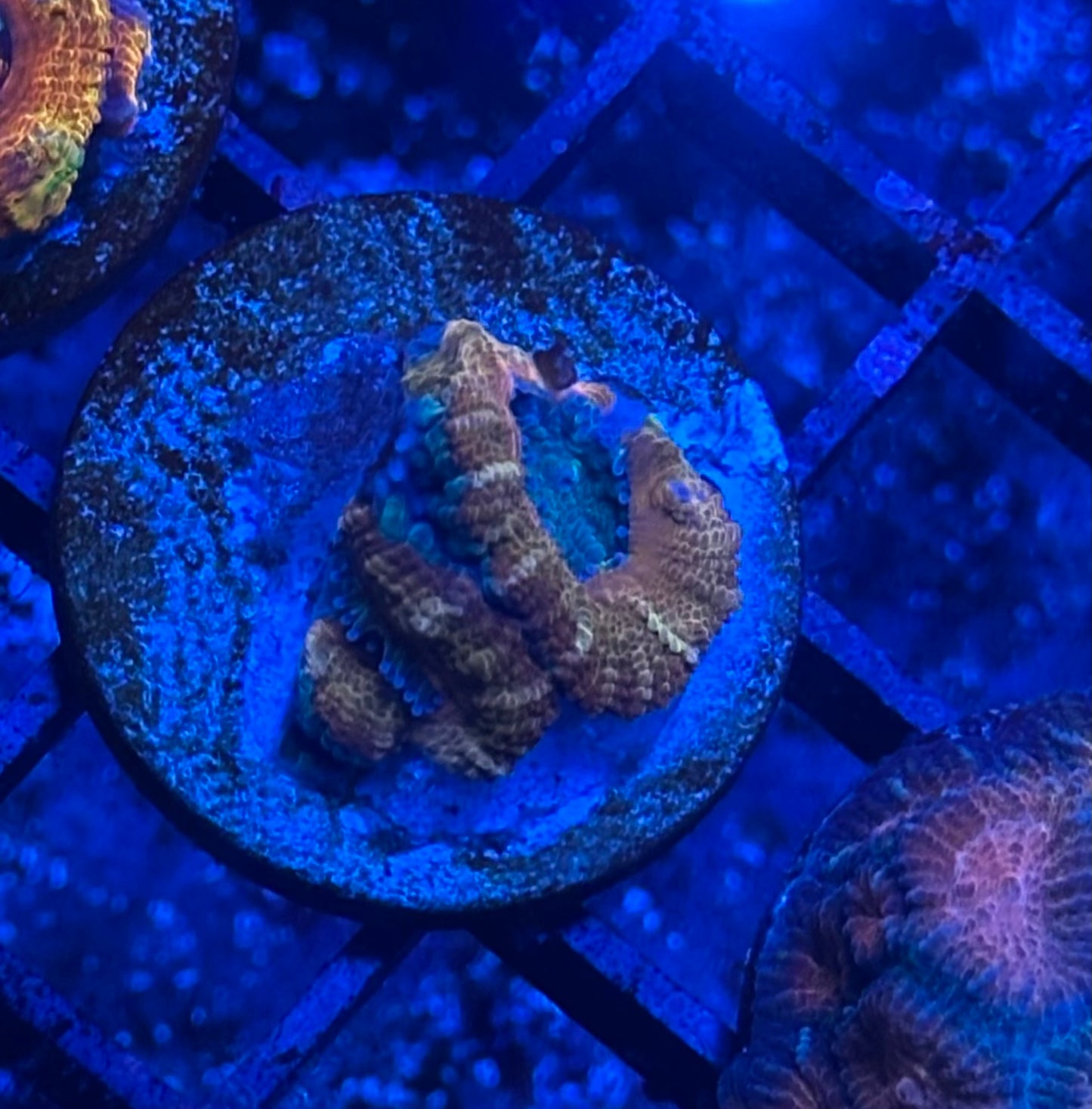 Peach and Green Acan