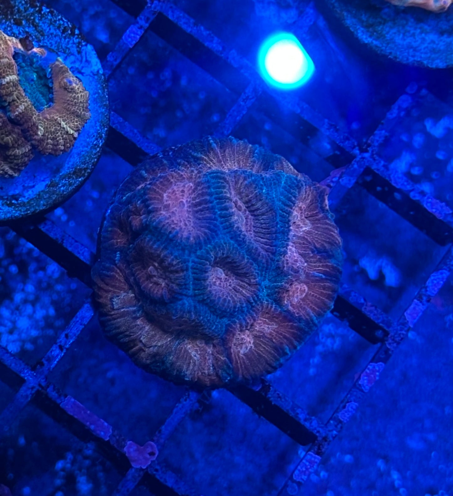 MWA Aqua Mellon Favia