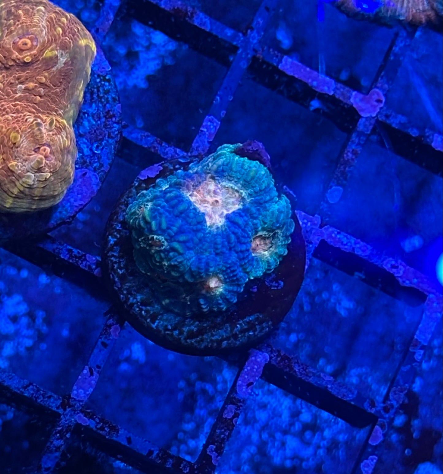 Blue and Peach Favia