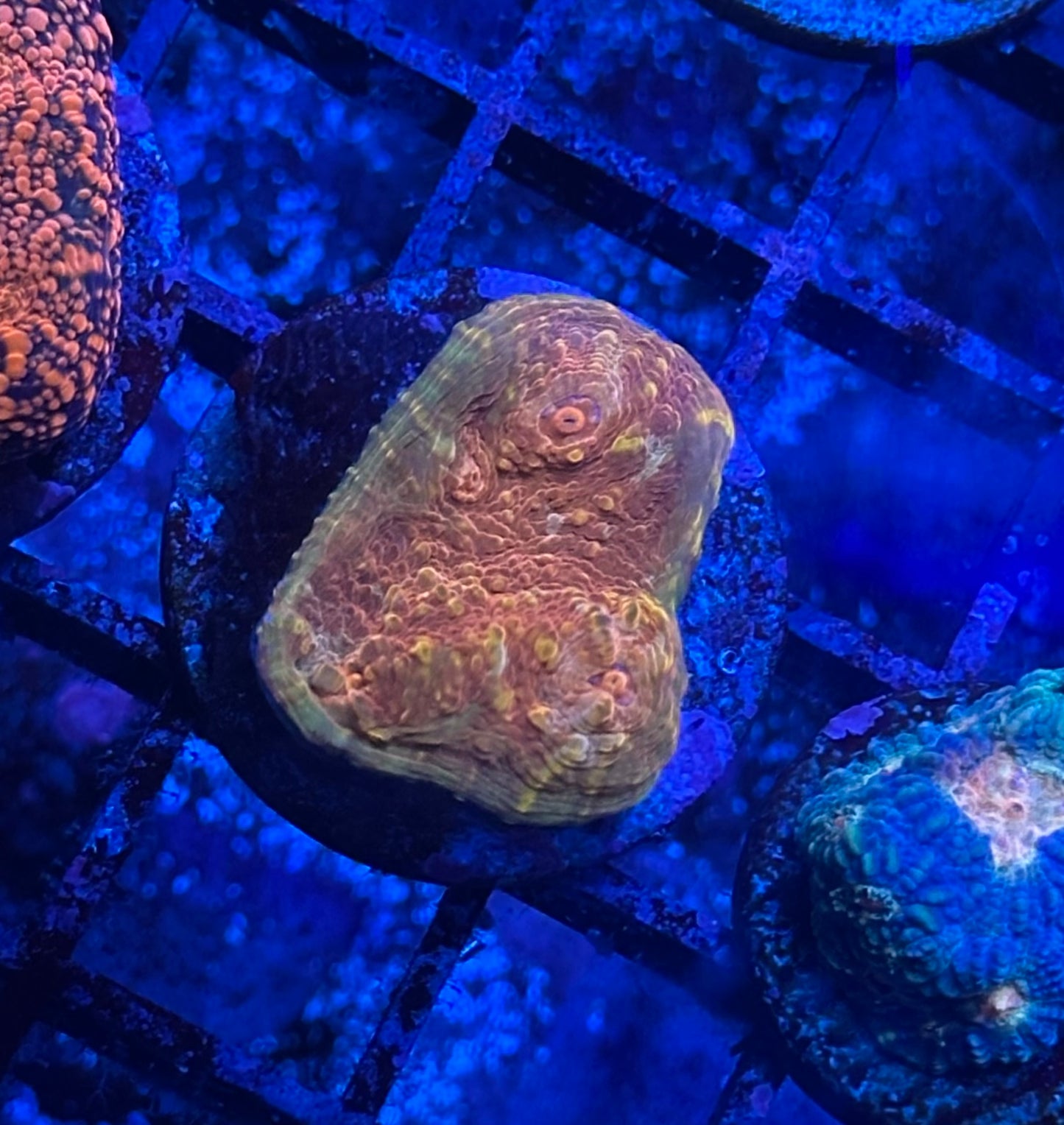 Orange Crush Chalice