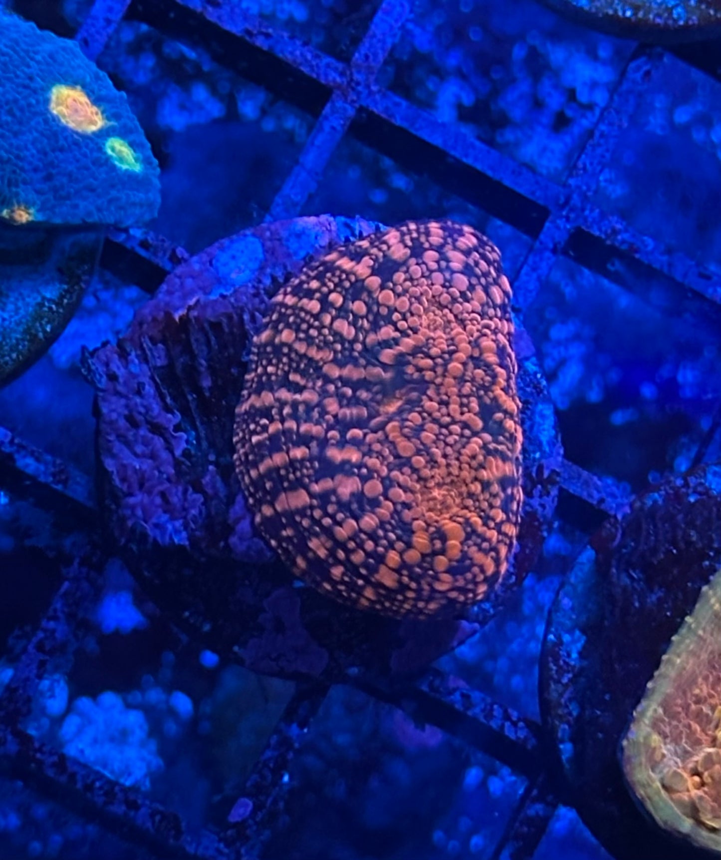 MWA Darth Maul Chalice