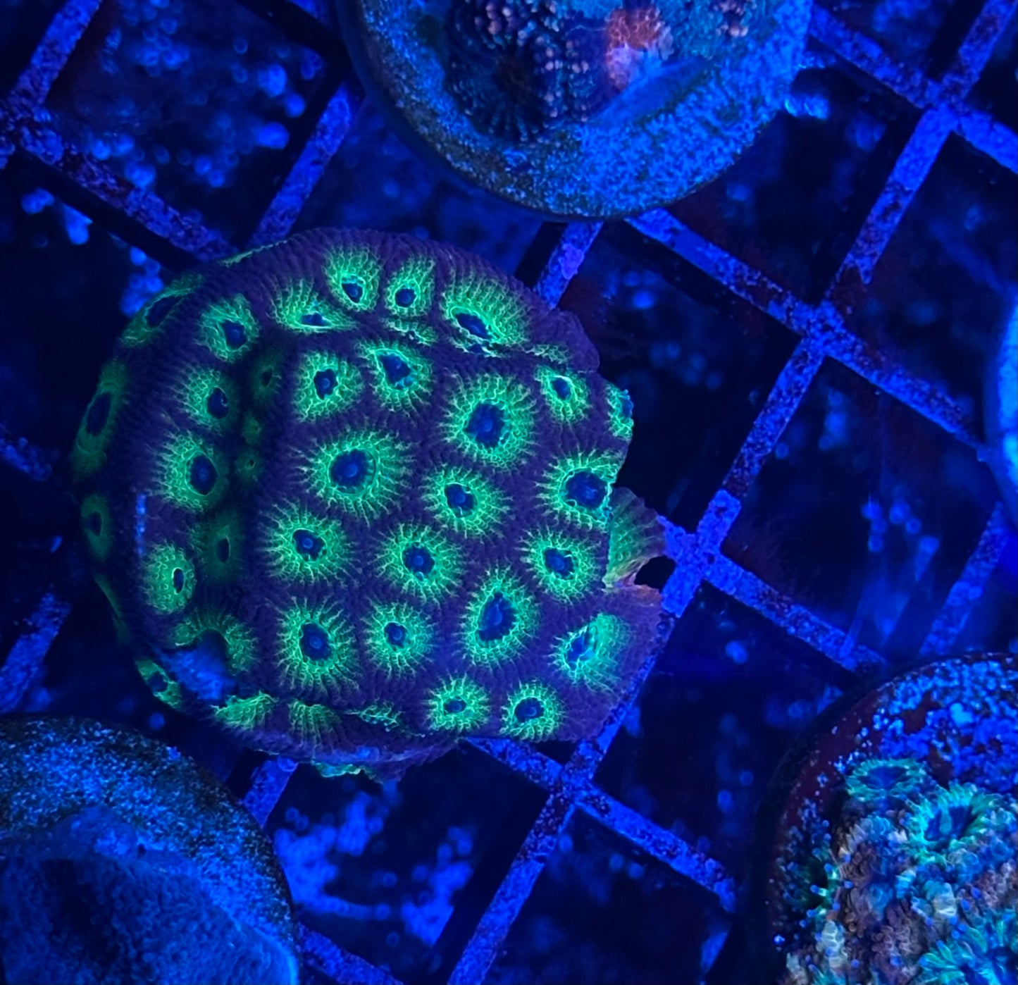 Spicy Lemonaid Favia