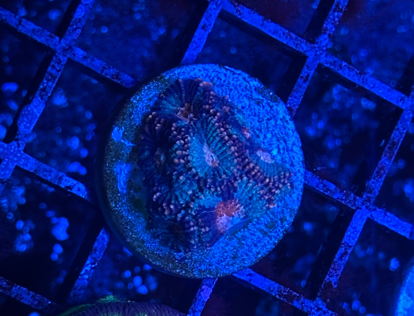 MWA Nebula War Favia