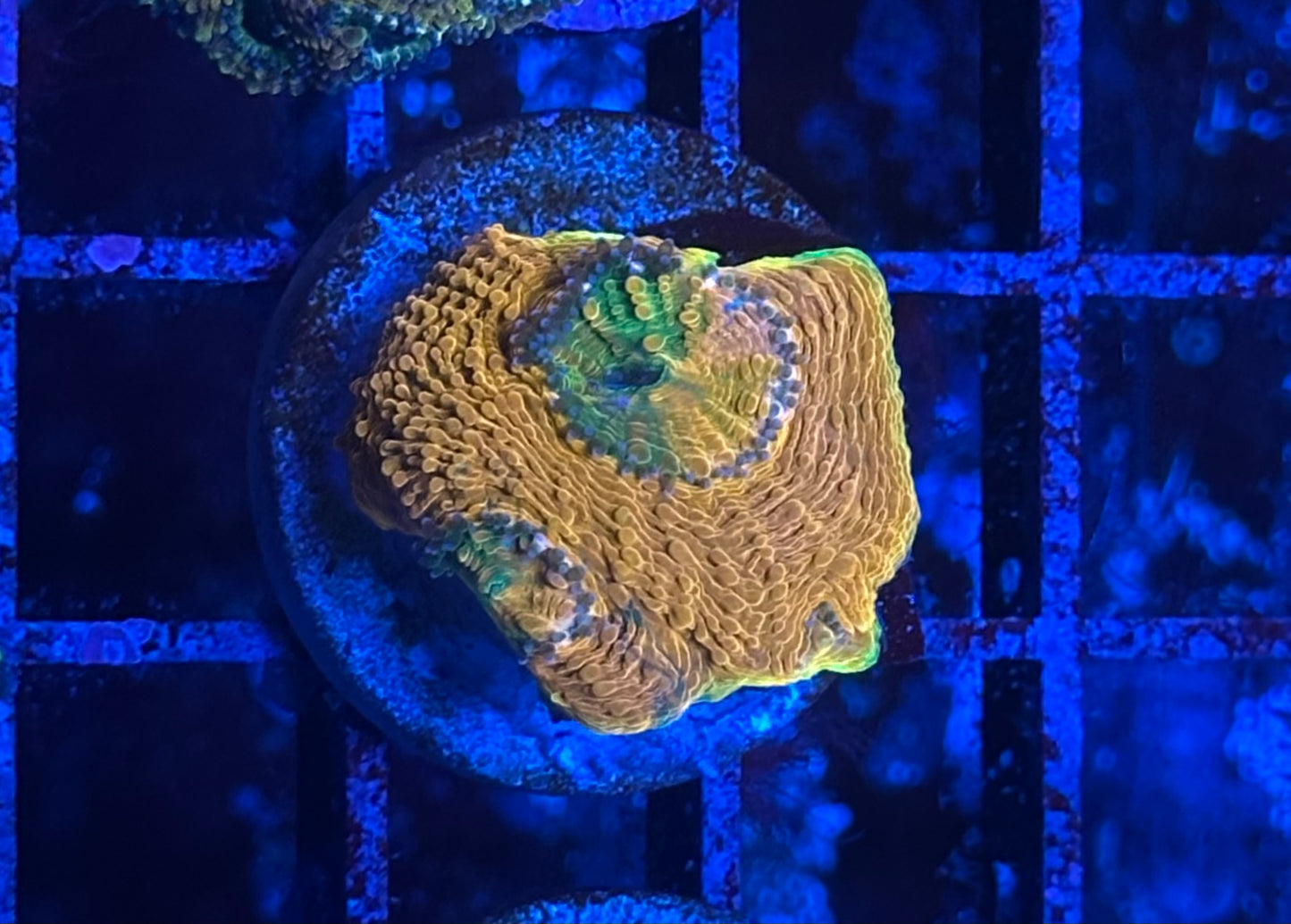 Orange Acanthastrea echinata