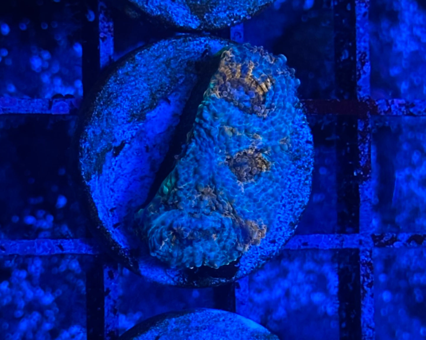 Blue and Orange Acanthastrea Echinata