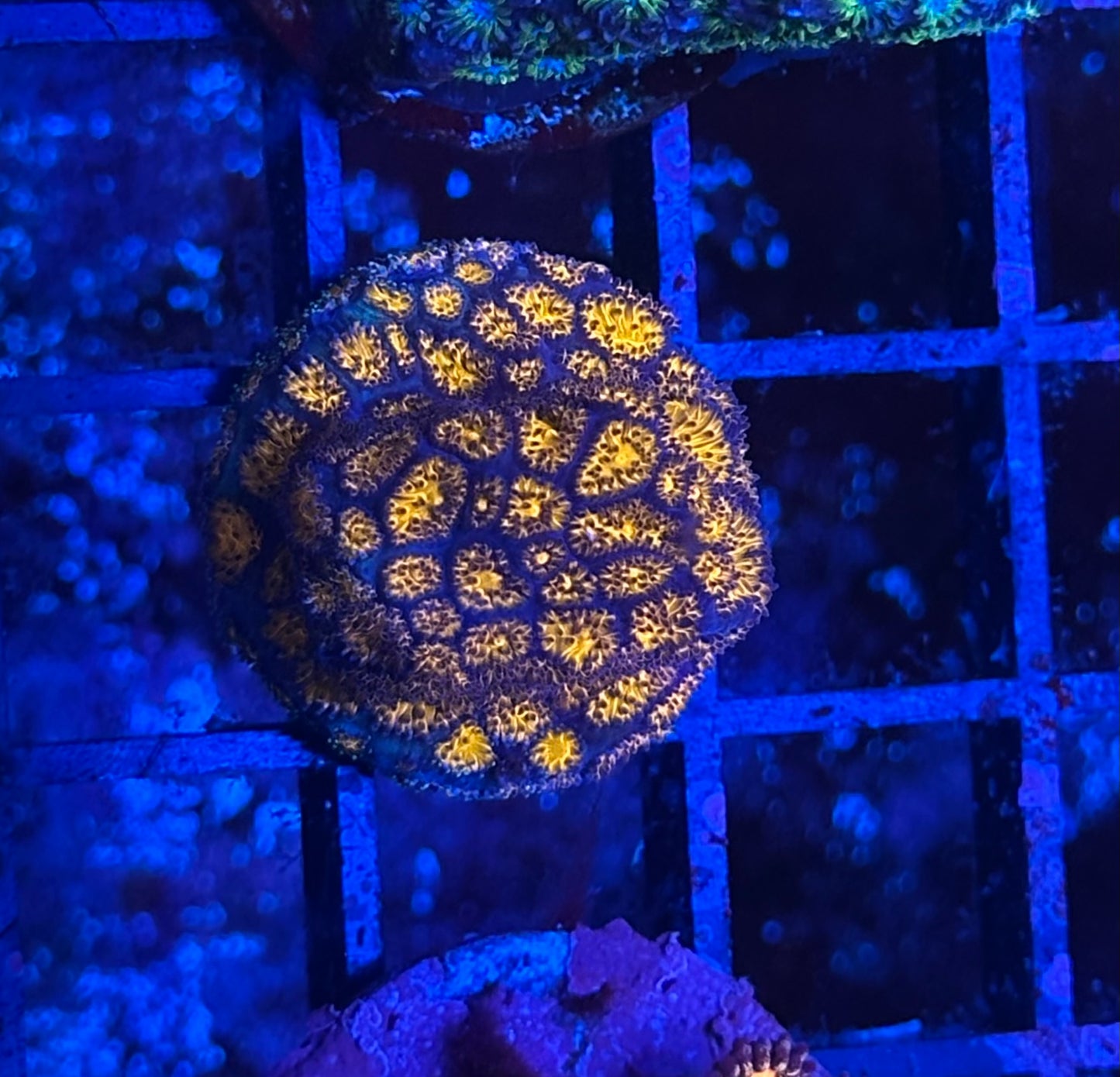 Orange Leptastrea