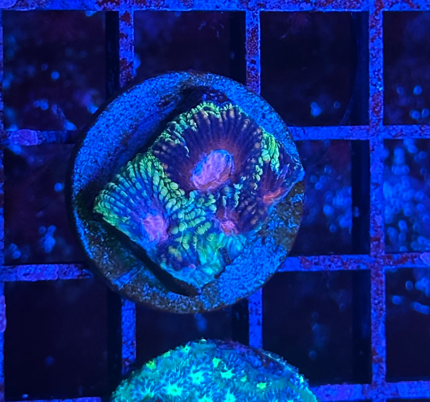 Chaos Aquacultures Pinko de Gallo