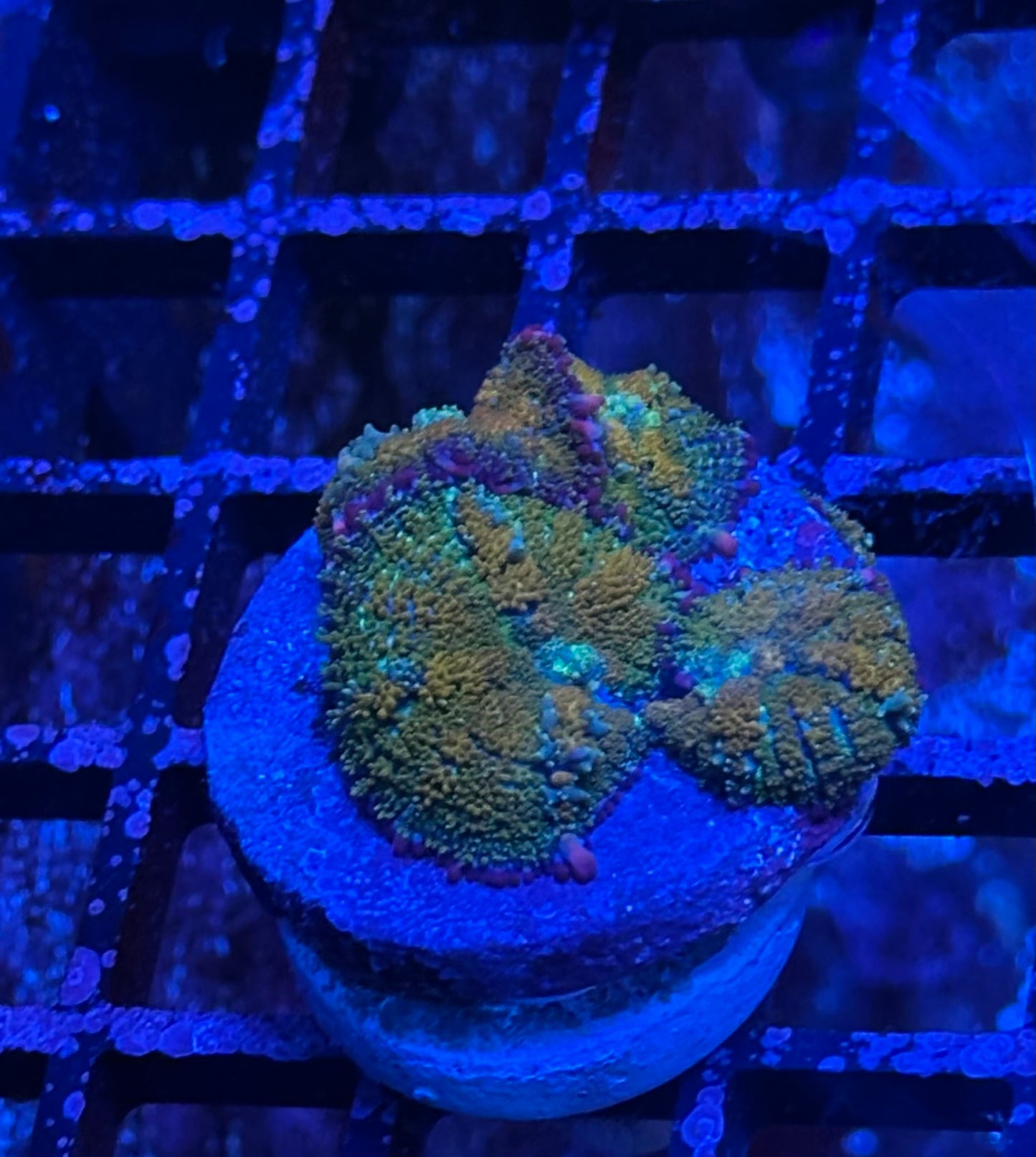 Gonzos Golden Bounce