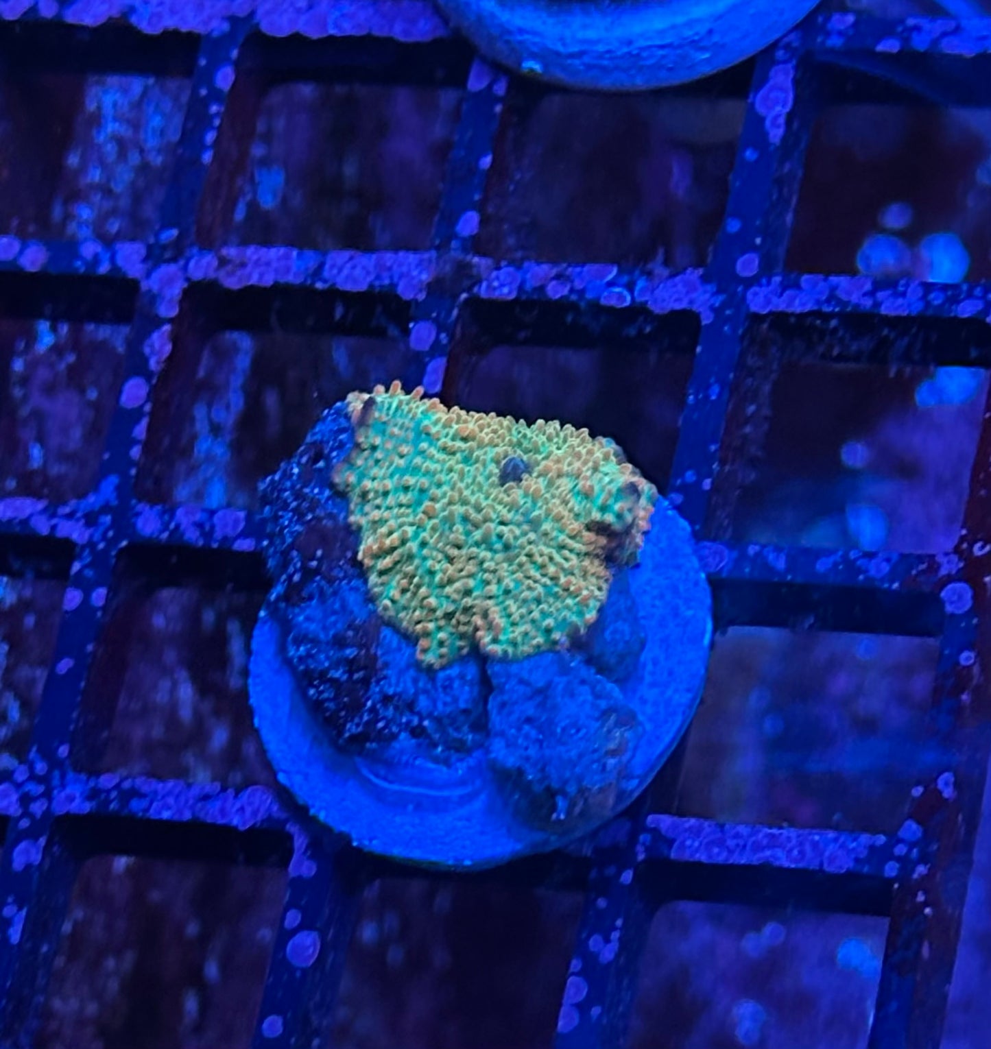 Necular Sunset Discosoma mushroom
