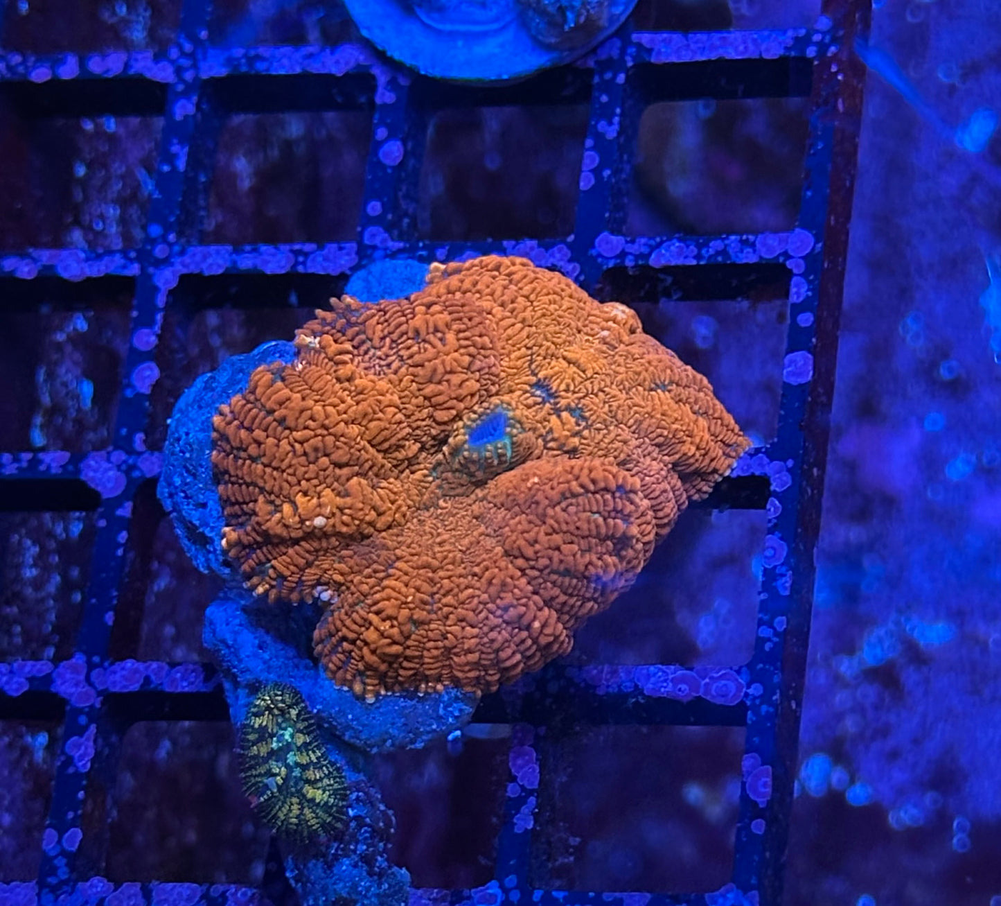 Orange Rhodactis