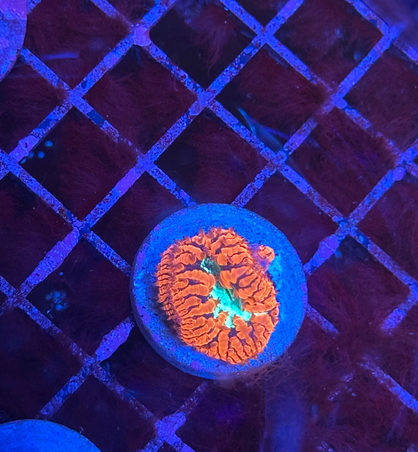 Blastomussa 2-3 Heads