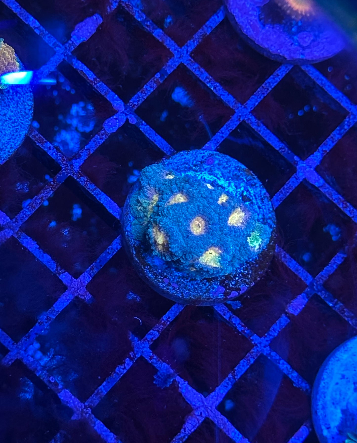 Glitter Bomb Favia