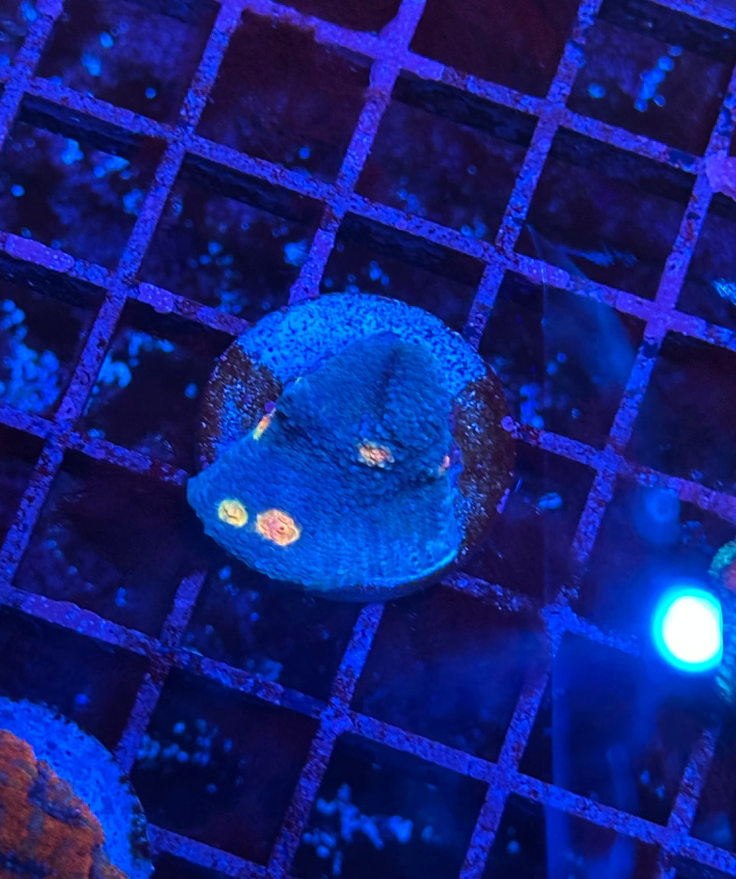 Miami Hruicane Challice