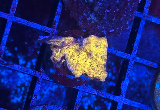 24k Gold Leptoseris