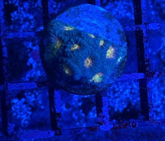 Glitter Bomb Favia
