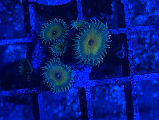 Captin Jerk Zoa
