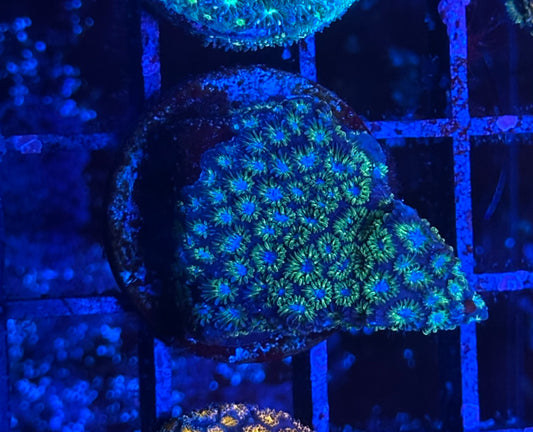 Aquaman Leptastrea