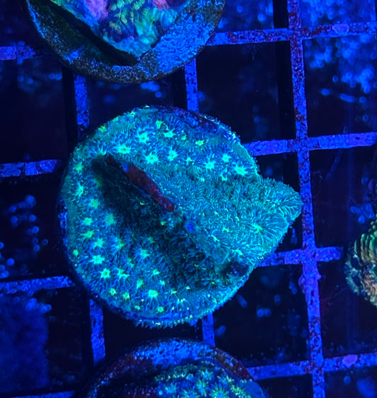 Green Leptastrea