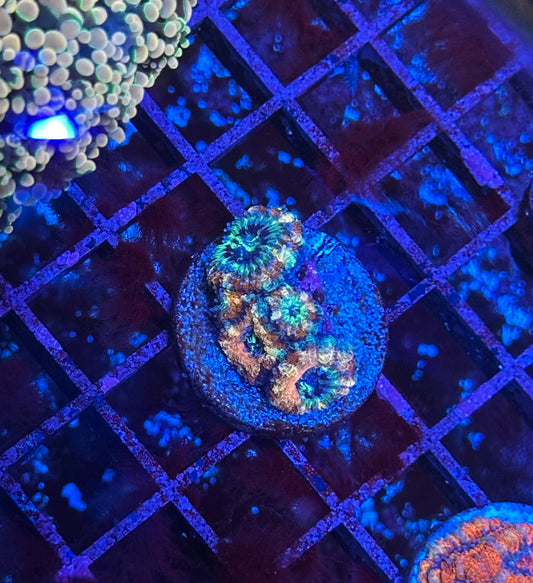 Tan and Neon Green Acan