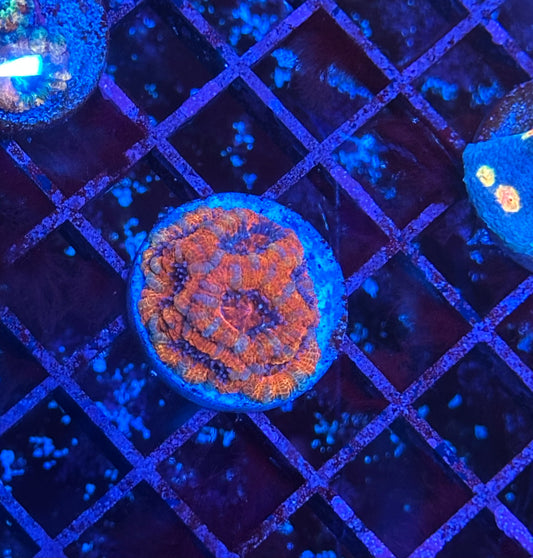 Red Acan