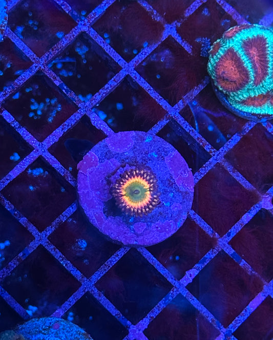 CB Rainbow Infusion